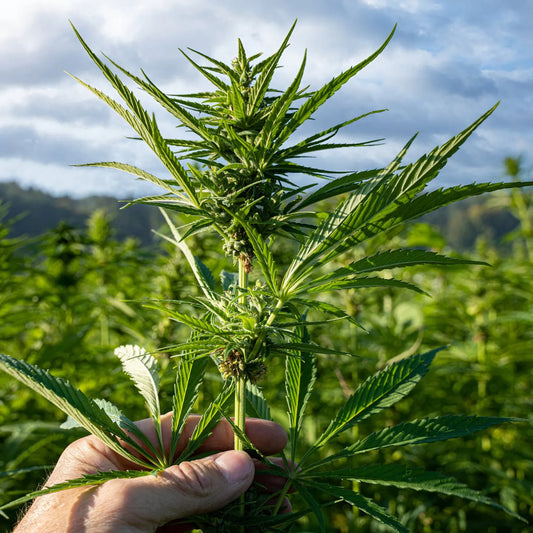 Was ist der Unterschied zwischen Sativa, Indica und Ruderalis?