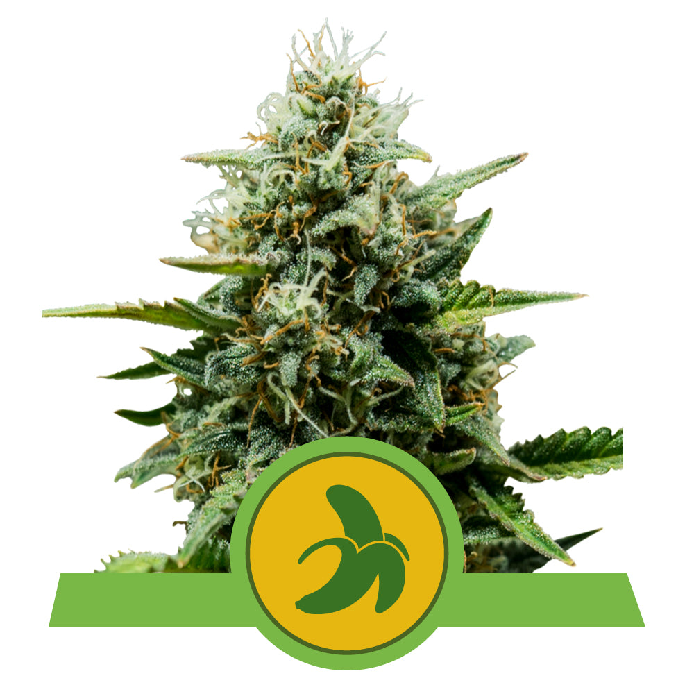 FAT Banana Auto