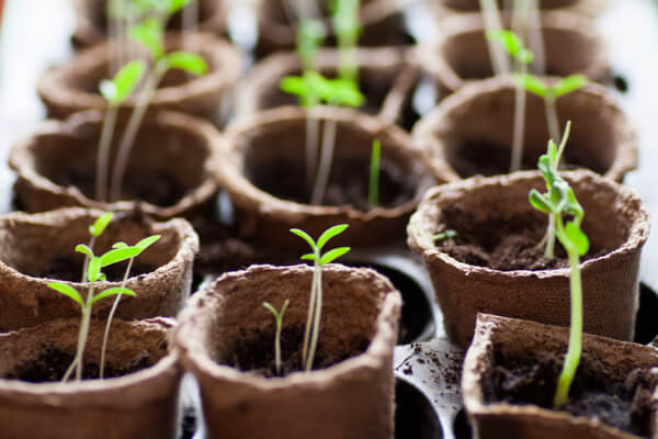 Marihuana-Pflanzen richtig Anbauen - 10 Praktische Tipps