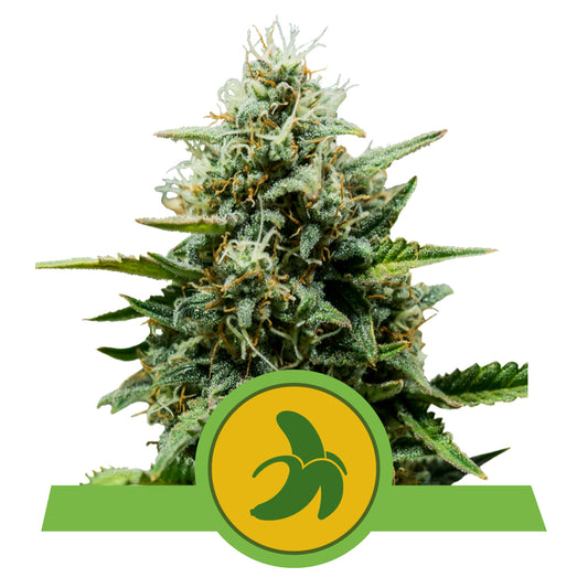 FAT Banana Auto