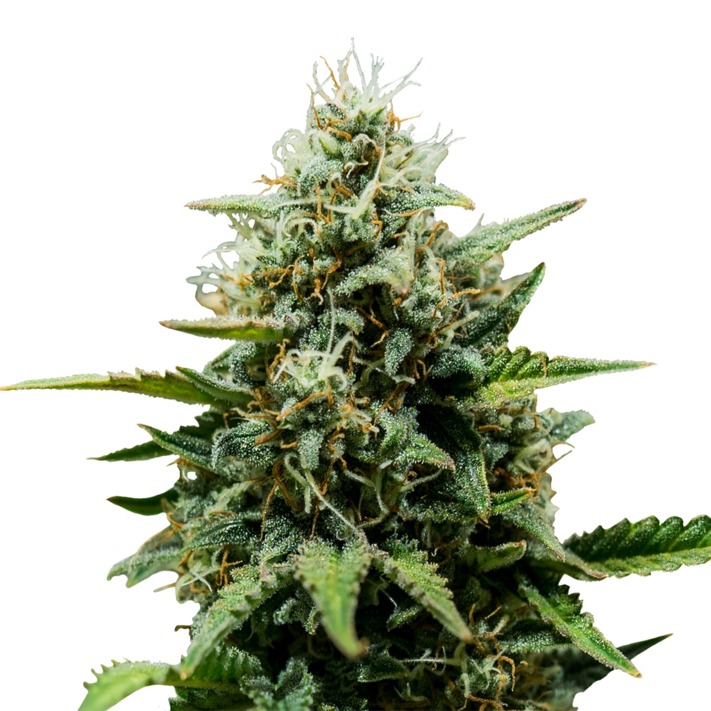 FAT Banana Auto